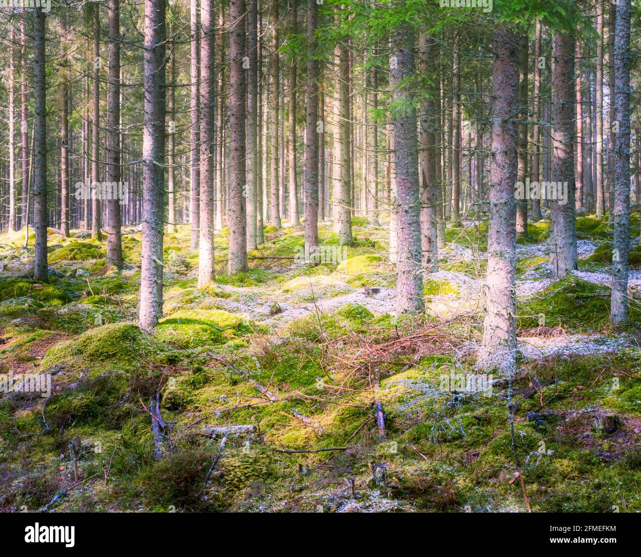 Terra di legno di Misty con flusso di luce solare in pineta di hjo svezia Foto Stock