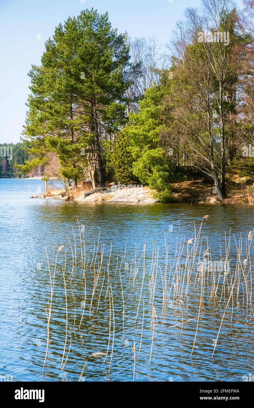 Alberi verde chiaro accanto al lago di Delsjon a gothenburg svezia Foto Stock