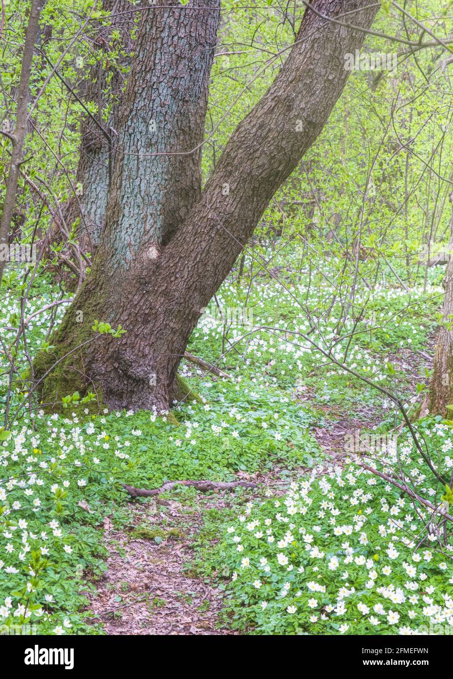 Tappeto di fiori selvatici nella foresta di Ryaskog vicino gotenbugr svezia Foto Stock