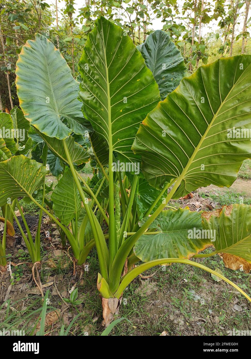 Colpo di closeup di un gigante verde brillante Xanthosoma foglie o. le orecchie dell'elefante piantano a terra Foto Stock