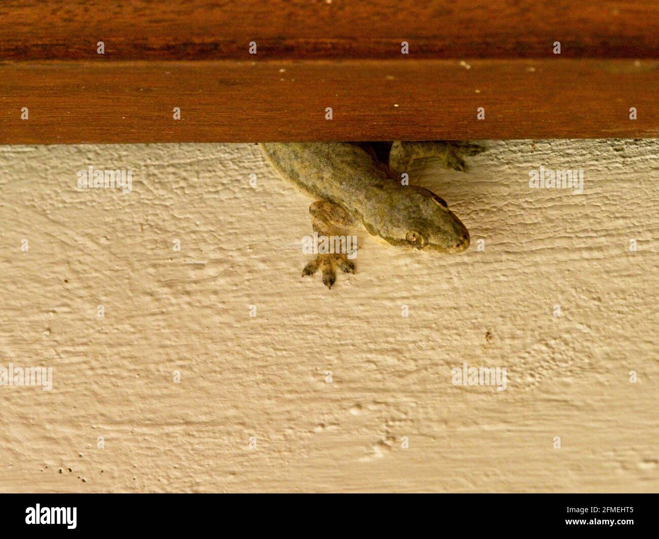 Closeup di casa comune-Gecko (Hemidactylus frenatus) che si nasconde dietro legno sulla parete Bali, Indonesia. Foto Stock