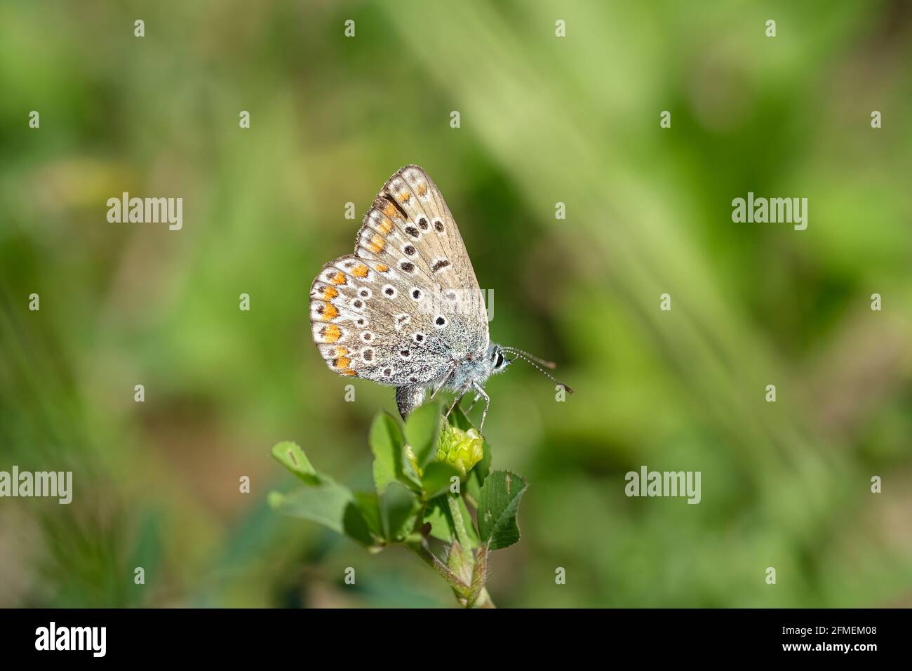Farfalla selvaggia che vive su fiori di primavera prato, natura insetti animali fauna selvatica Foto Stock