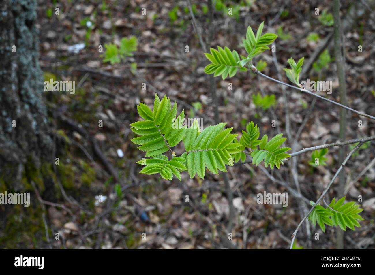 Closep di un rowan (sorbus aucuparia) parte nella foresta in primavera. Foto Stock
