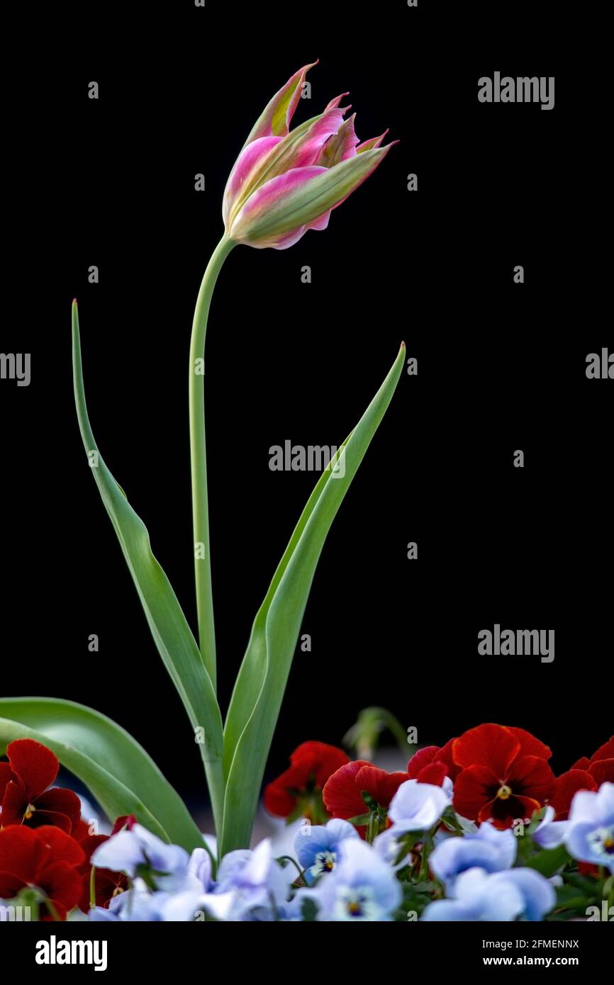 Single Pink Tulip (Tulipa specie) isolato su sfondo nero - Asheville, Carolina del Nord, Stati Uniti Foto Stock
