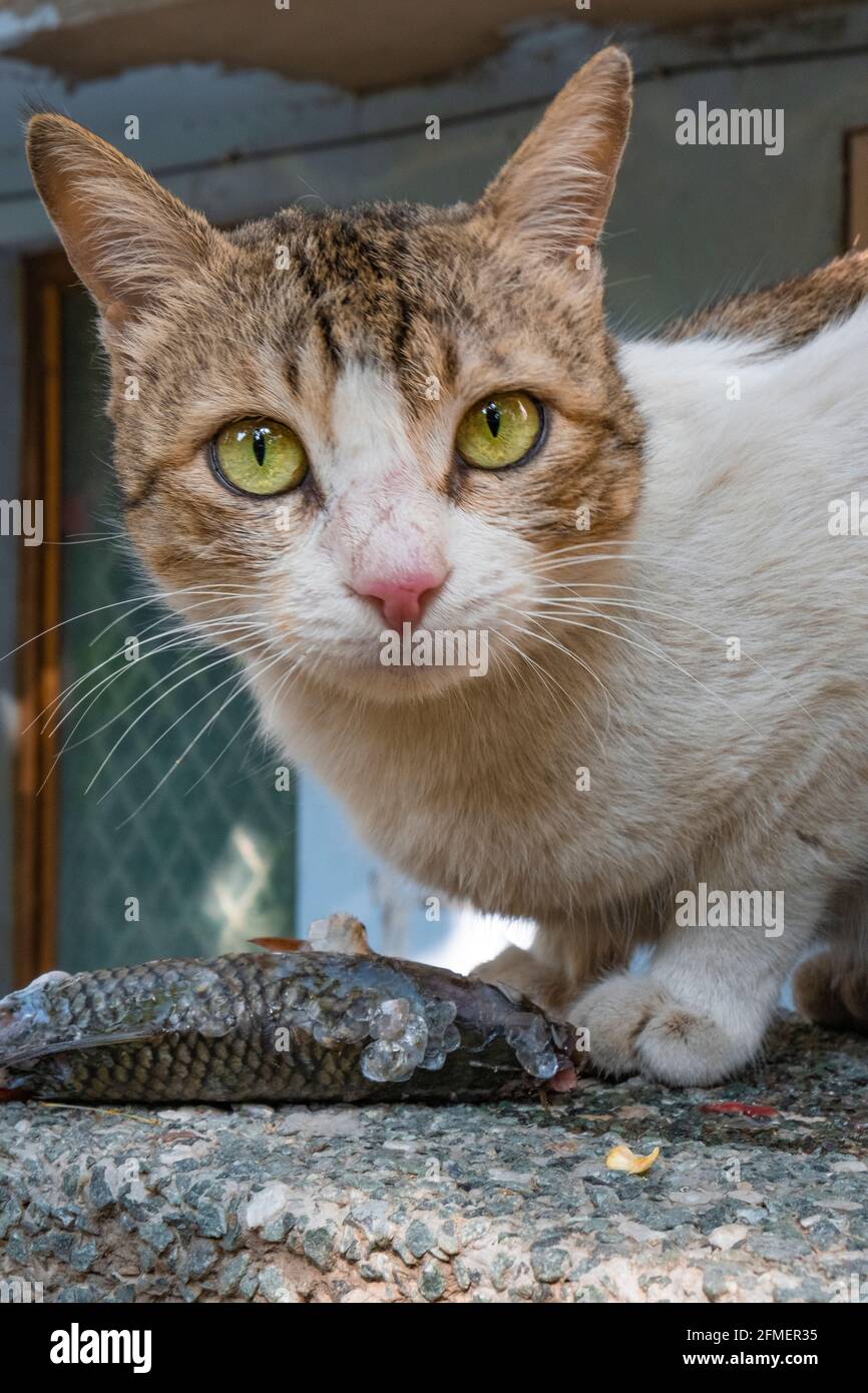 Un gatto randagio che si gode un posto di pranzo. Menu: Pesce. Foto Stock
