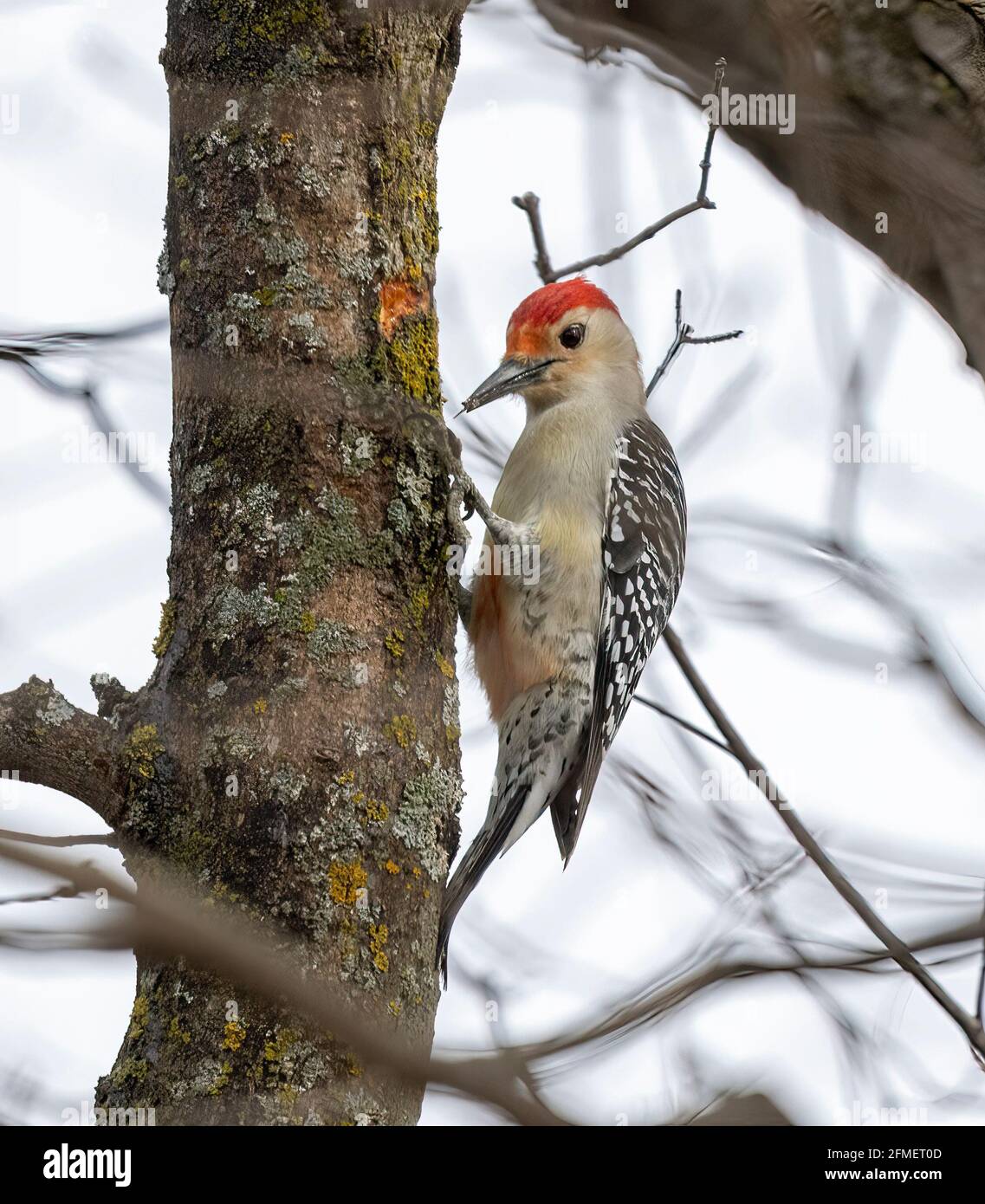Picchio rosso da maschio ( Melanerpes Carolinus ) Arroccato su Tree Foto Stock