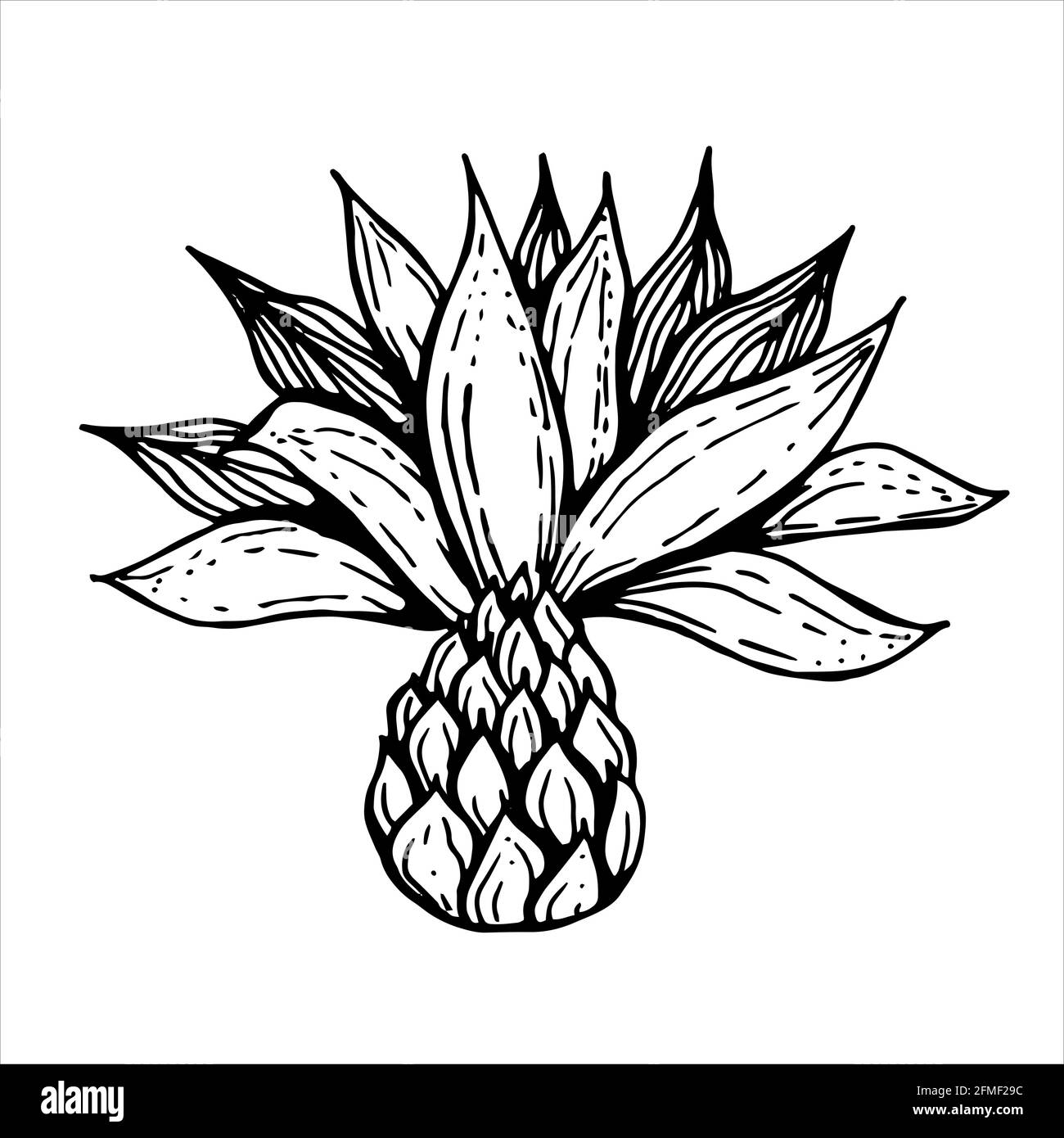 Bocciolo di fiori con petali in bianco e nero Illustrazione Vettoriale