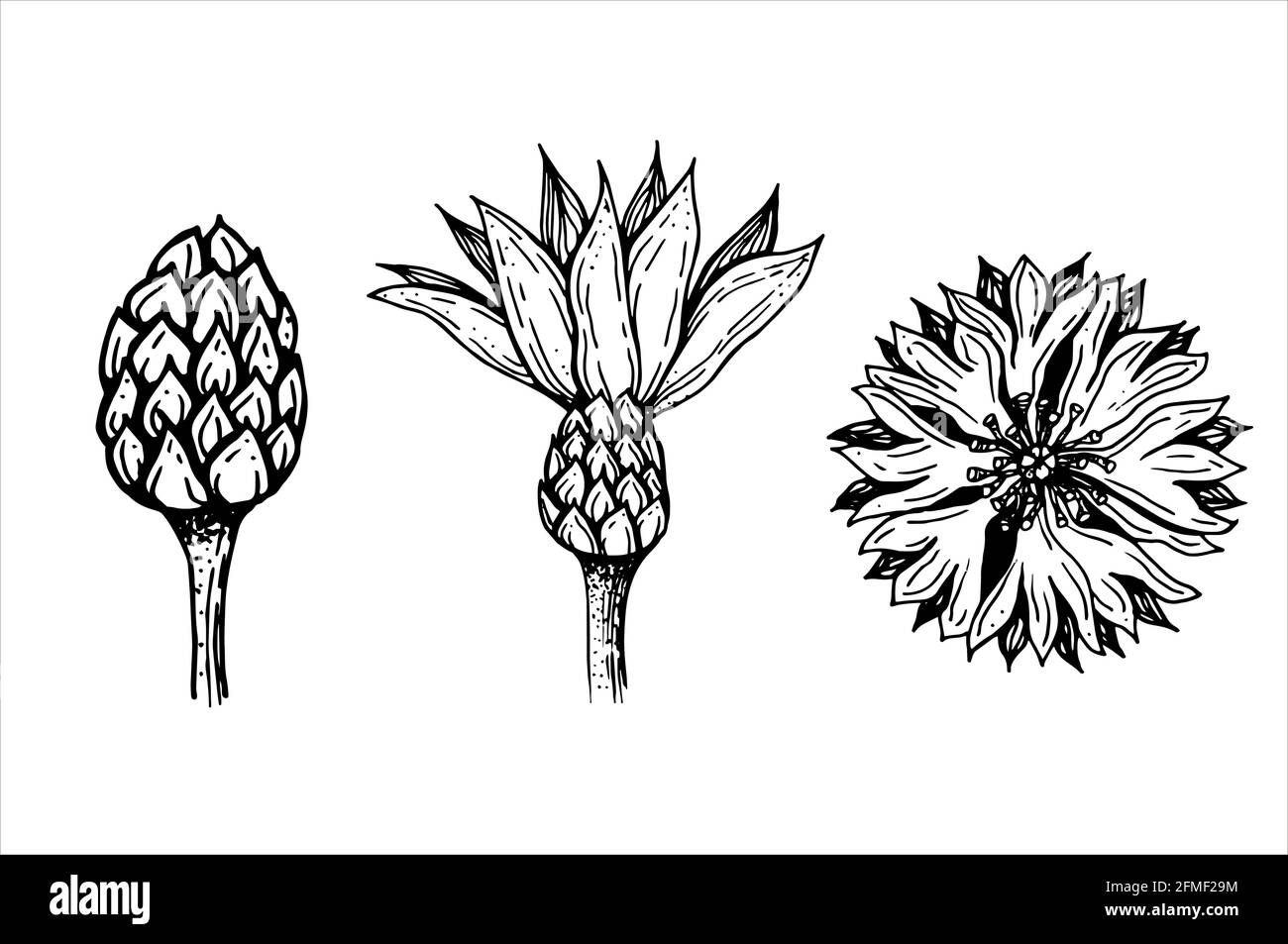 Set con boccioli di fiori e fiori Illustrazione Vettoriale