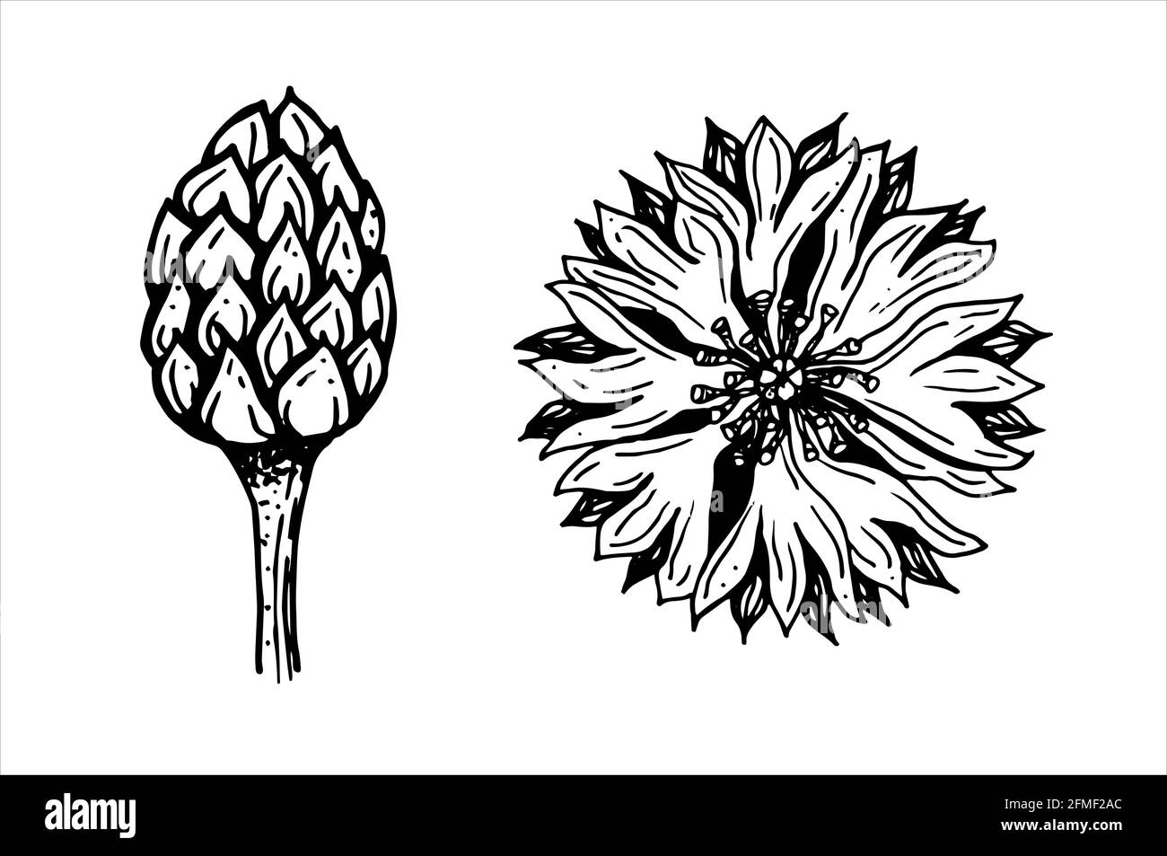 Set con boccioli di fiori e fiori Illustrazione Vettoriale
