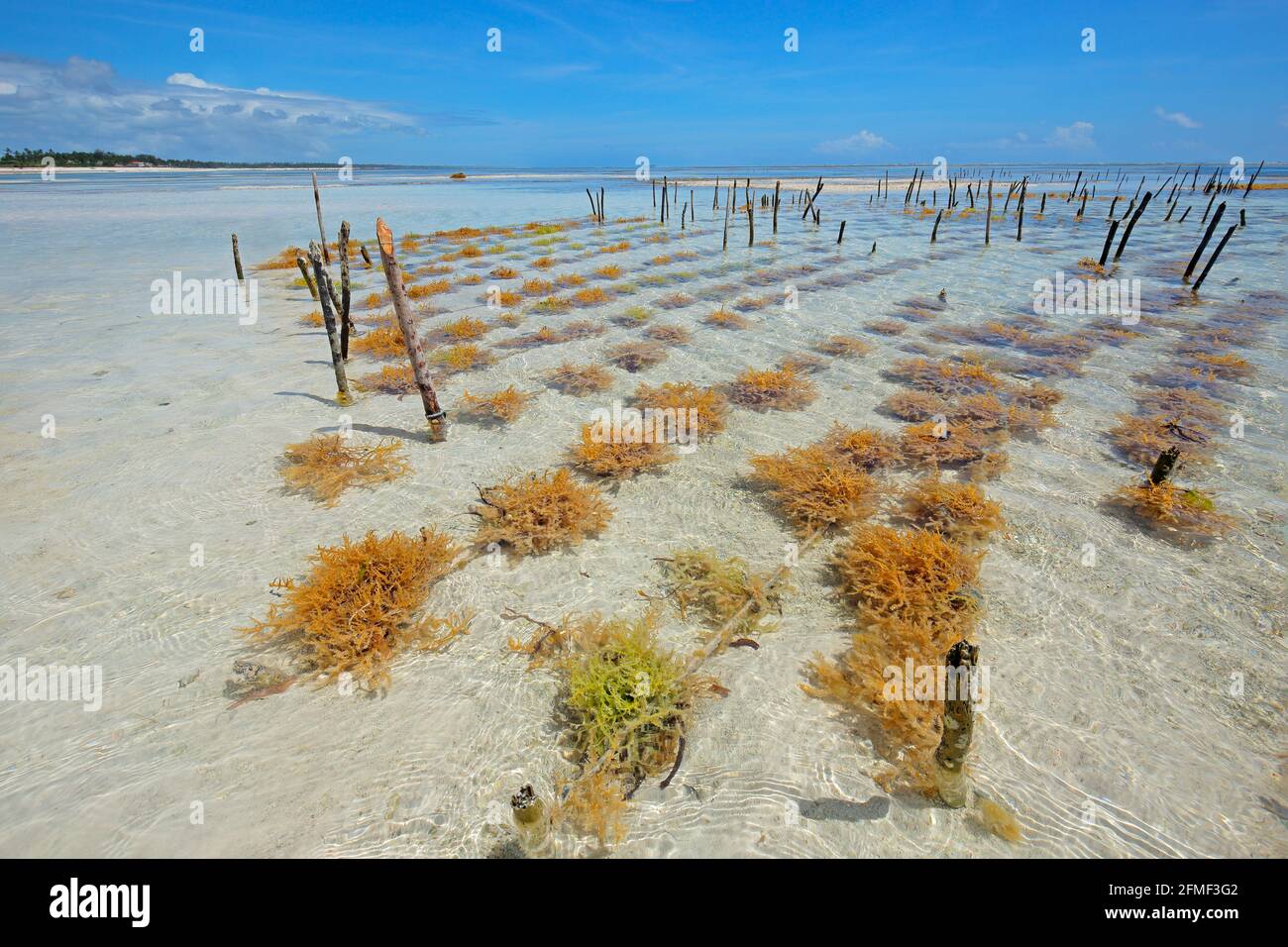 Allevamento di alghe nelle acque costiere limpide dell'isola di Zanzibar, Tanzania Foto Stock