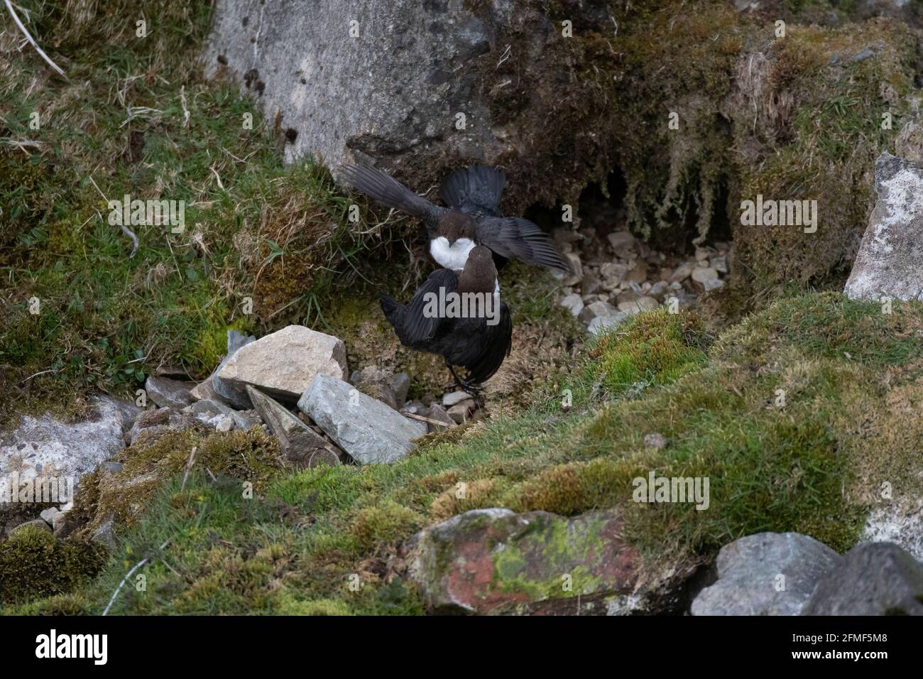 Dipper (Cinclusis cinclusis gularis) due maschi che combattono sul territorio, Leadhills, Lanarkshire meridionale, Scozia Foto Stock