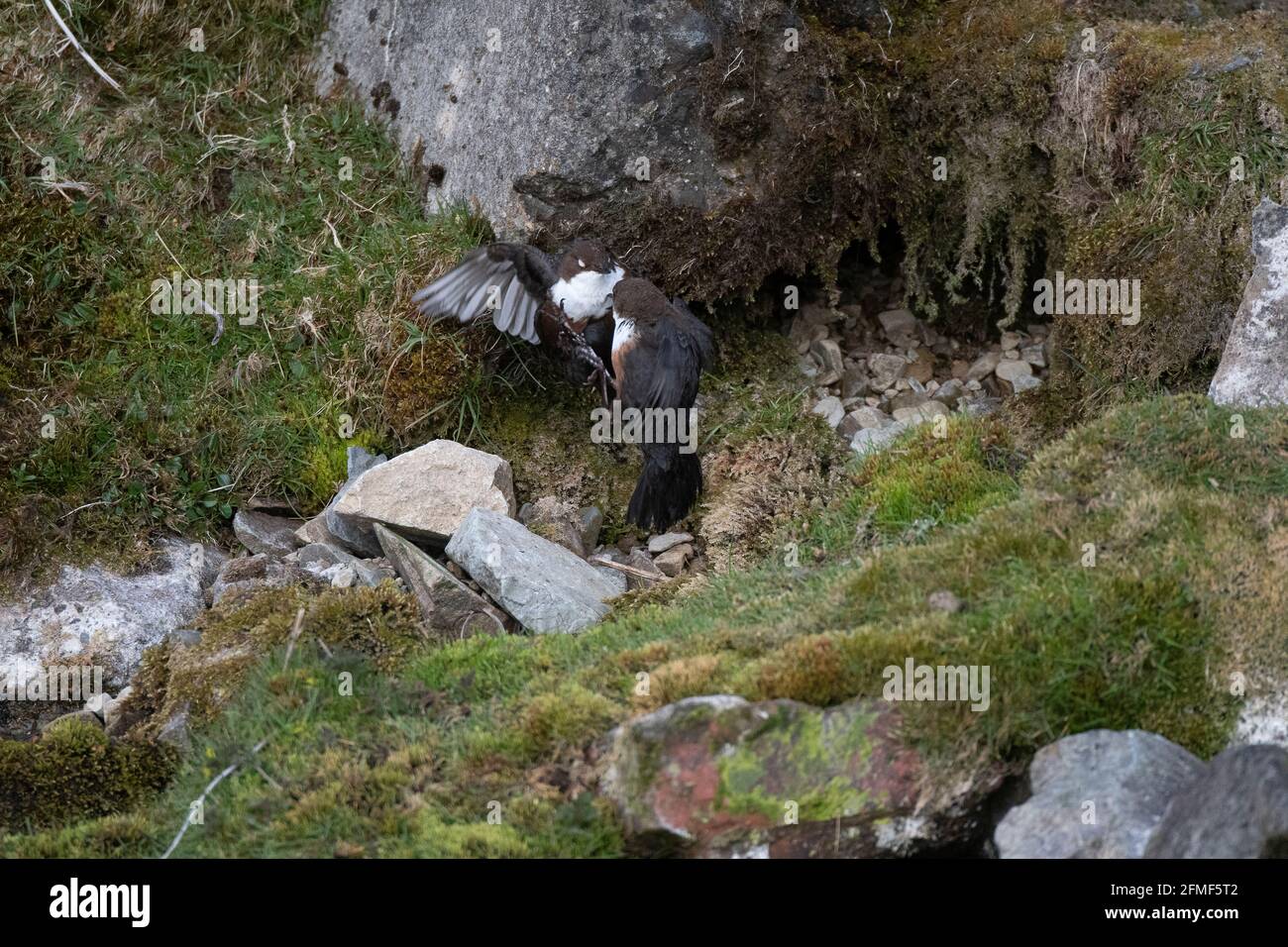 Dipper (Cinclusis cinclusis gularis) due maschi che combattono sul territorio, Leadhills, Lanarkshire meridionale, Scozia Foto Stock