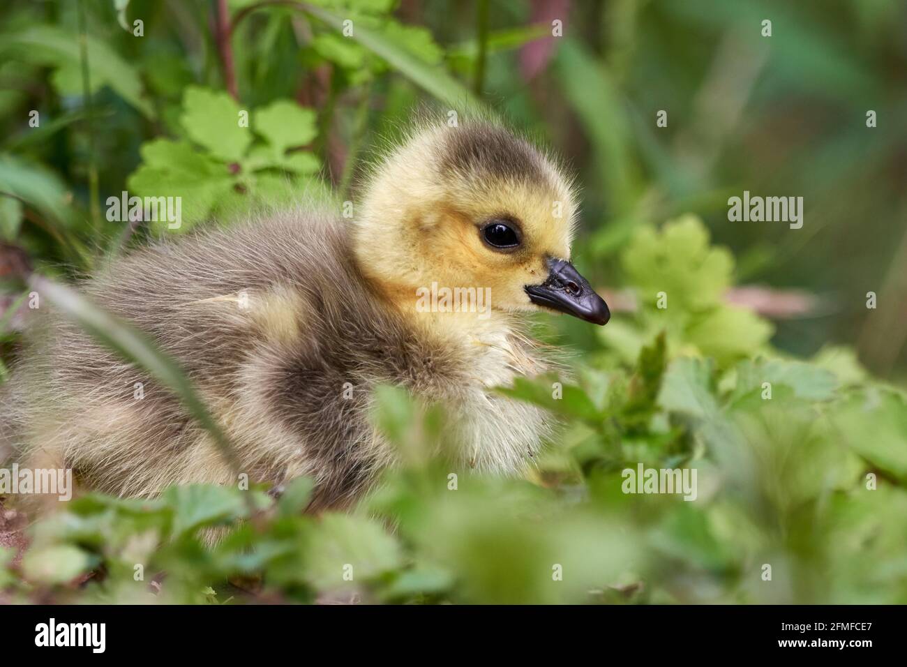 Carino Greylag Goose gosling (Anser anser) si siede in erba verde in una giornata di sole in primavera. Foto Stock