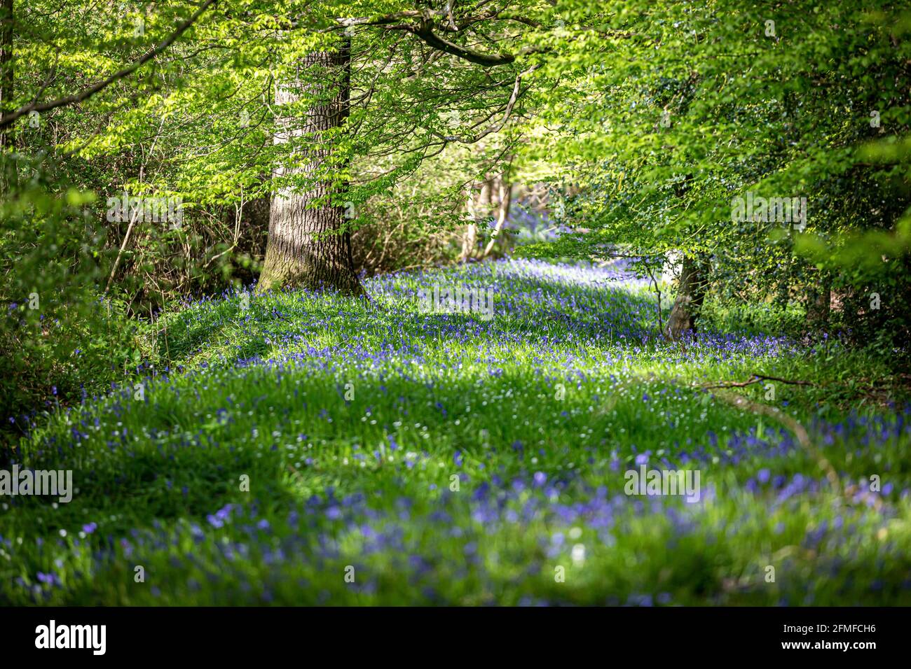 Un tappeto di bluebells nel bosco del Sussex Foto Stock
