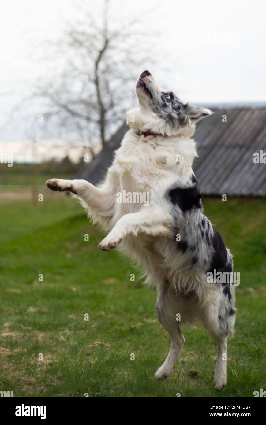 La collie bianca e nera del bordo si leva su due hind gambe sull'erba verde Foto Stock