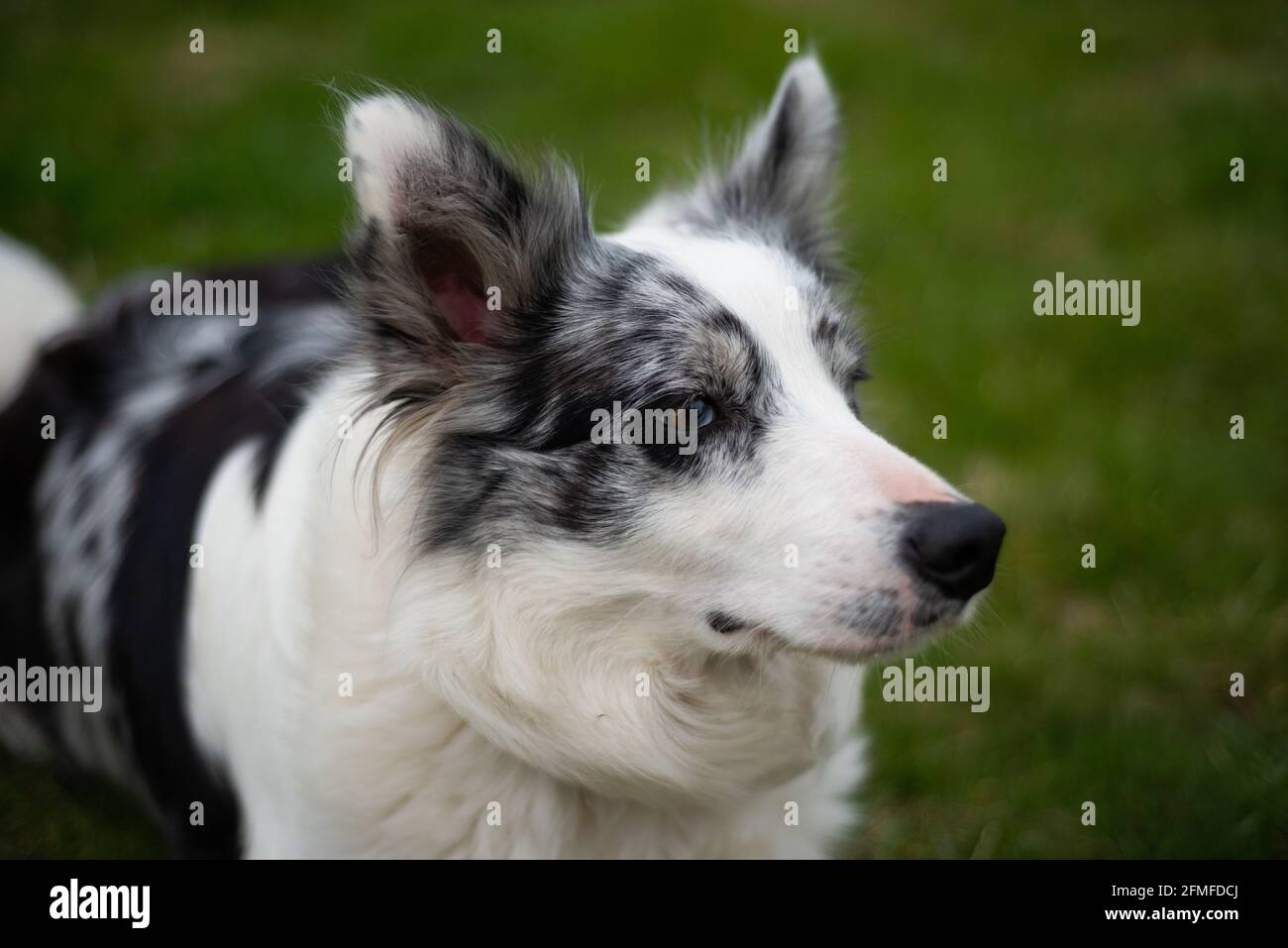 Primo piano di una collie bianca e nera con un occhio marrone. Foto Stock
