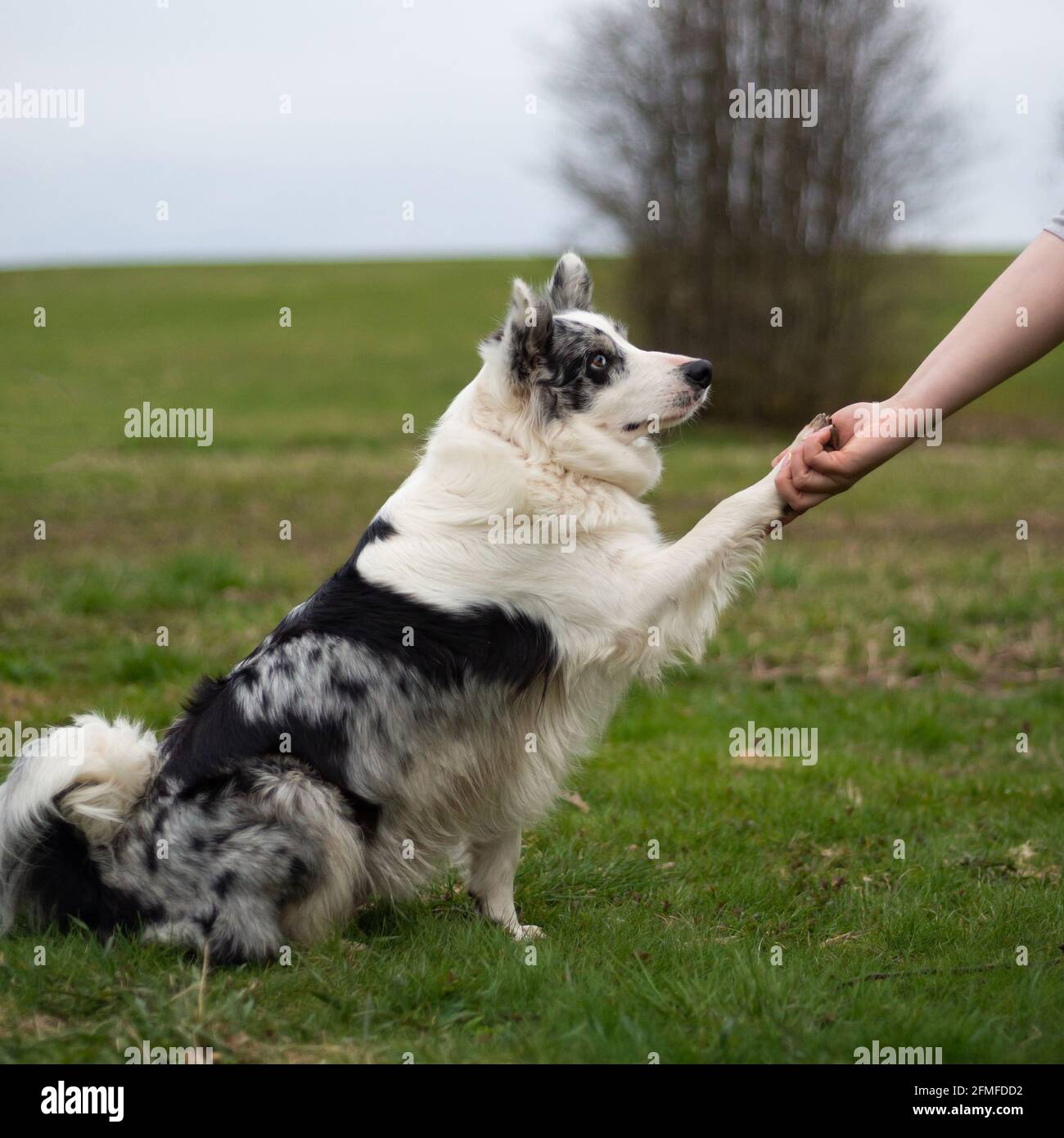 collie di bordo bianche e nere dà la zampa alla padrona di casa sull'erba verde. Foto Stock