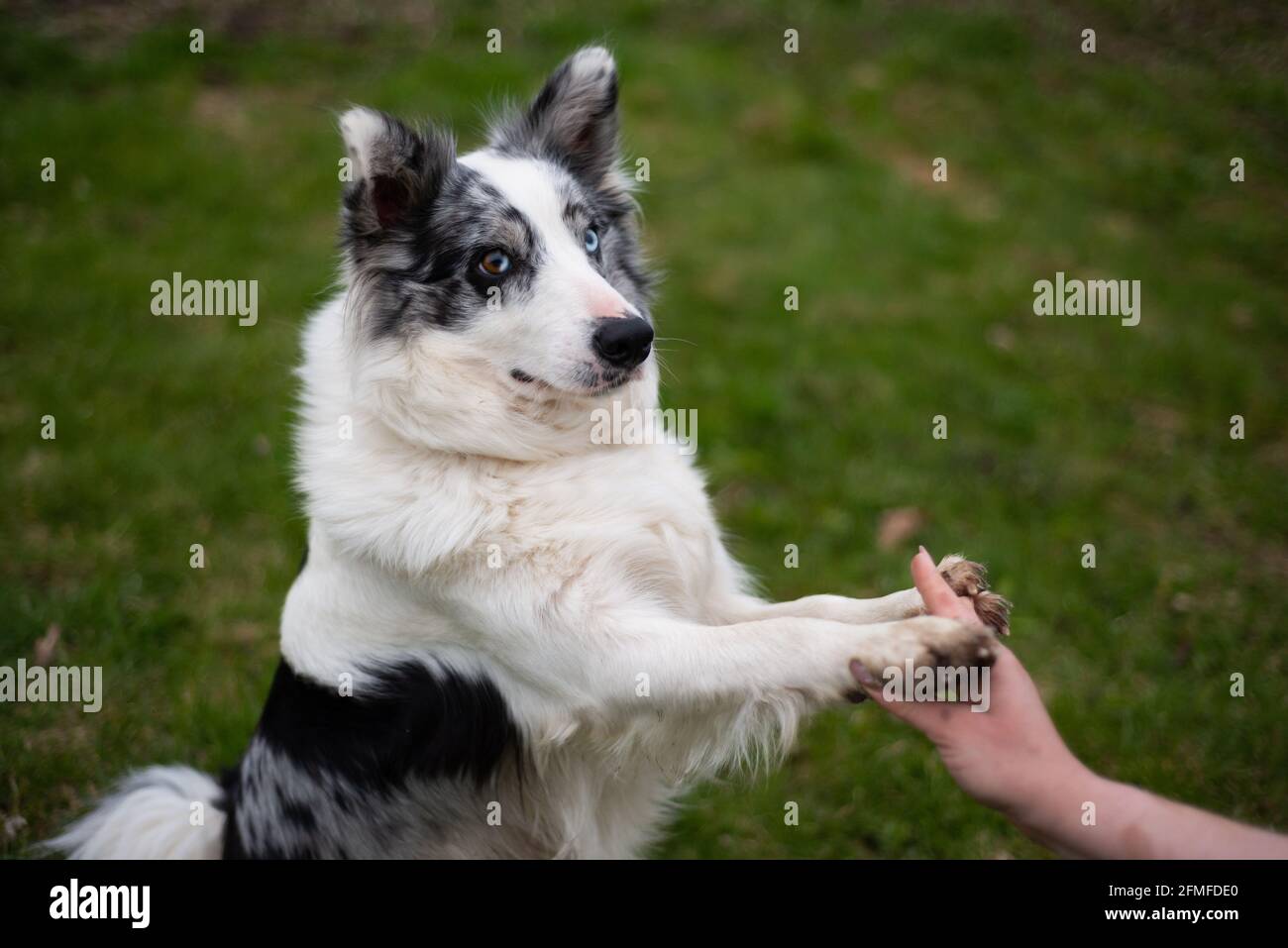la collie bianca e nera dà entrambe le zampe alla padrona di casa sull'erba verde. Foto Stock