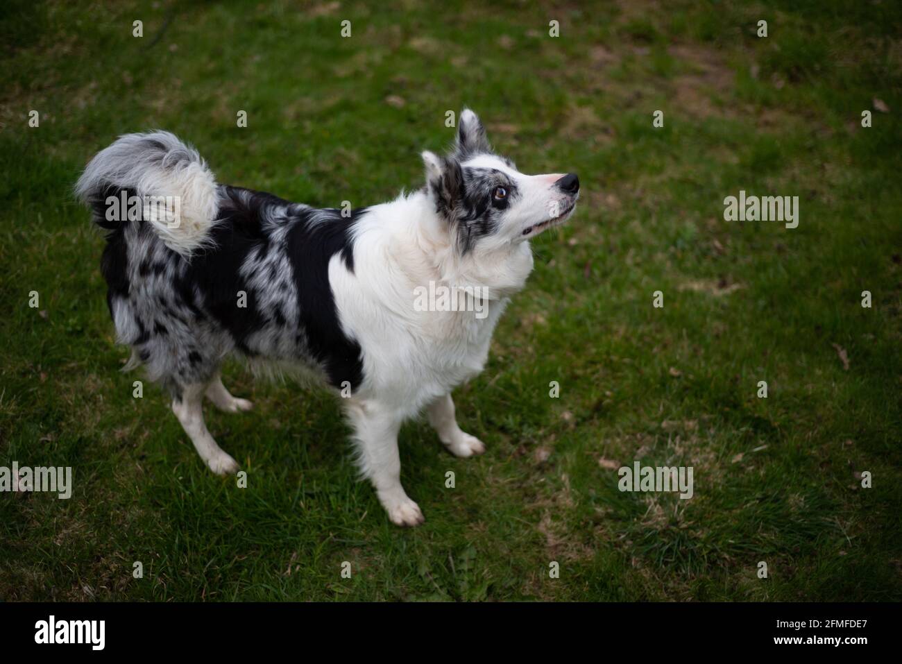 collie di bordo bianche e nere si erge su un'erba verde. Foto Stock