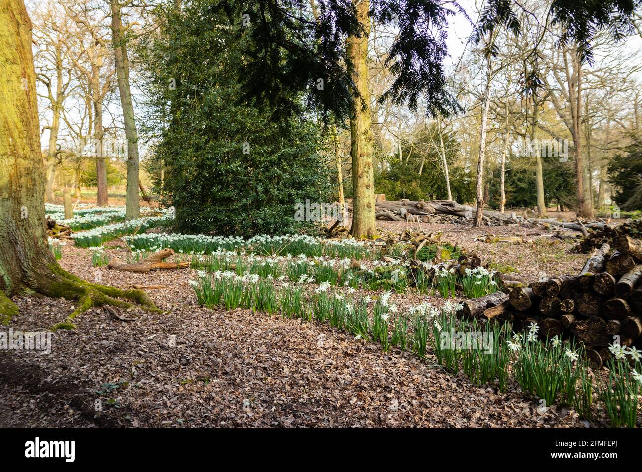 File di narcisi primaverili bianchi negli alberi a Trentham Giardini vicino a Stoke on Trent Staffordshire Foto Stock