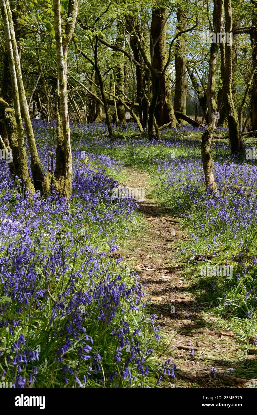 Sentiero attraverso boschi di Bluebell Coed Tregib visitando Woods Woodland Trust Tregib Woods Llandeilo Carmarthenshire Wales UK Foto Stock
