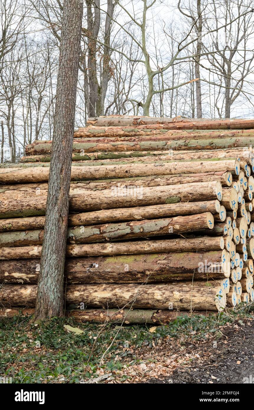 Stack di alberi recinti numerati in un cantiere o sito di tronchi, tronchi di pali di tronchi o tronchi di legno nella foresta, sezione trasversale, deforestazione in Germania Foto Stock