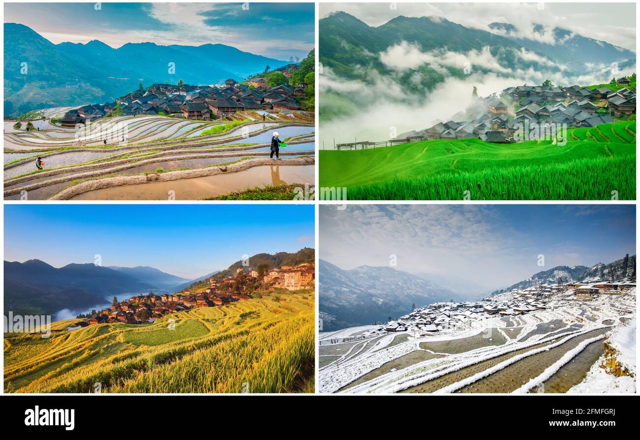 (210509) -- GUIYANG, 9 maggio 2021 (Xinhua) -- la foto combinata mostra le quattro stagioni nei campi terrazzati di Jiabang e l'adiacente gruppo residenziale che presenta il gruppo etnico Miao nella Contea di Congjiang, nella provincia sudoccidentale di Guizhou, con la primavera del 12 aprile 2015 (L, superiore), estate del 25 luglio 2009 (R, superiore), autunno il 31 agosto 2017 (L, inferiore) e inverno il 19 febbraio 2014 (R, inferiore). Il tempo umido e persistente avvolge le terrazze con una coperta di nube e nebbia nella maggior parte delle mattine. Il paesaggio da sogno è quello che puoi immaginare e trovare nelle foto scattate da Mo Xiaoshu. MO, un 39-year-old c Foto Stock
