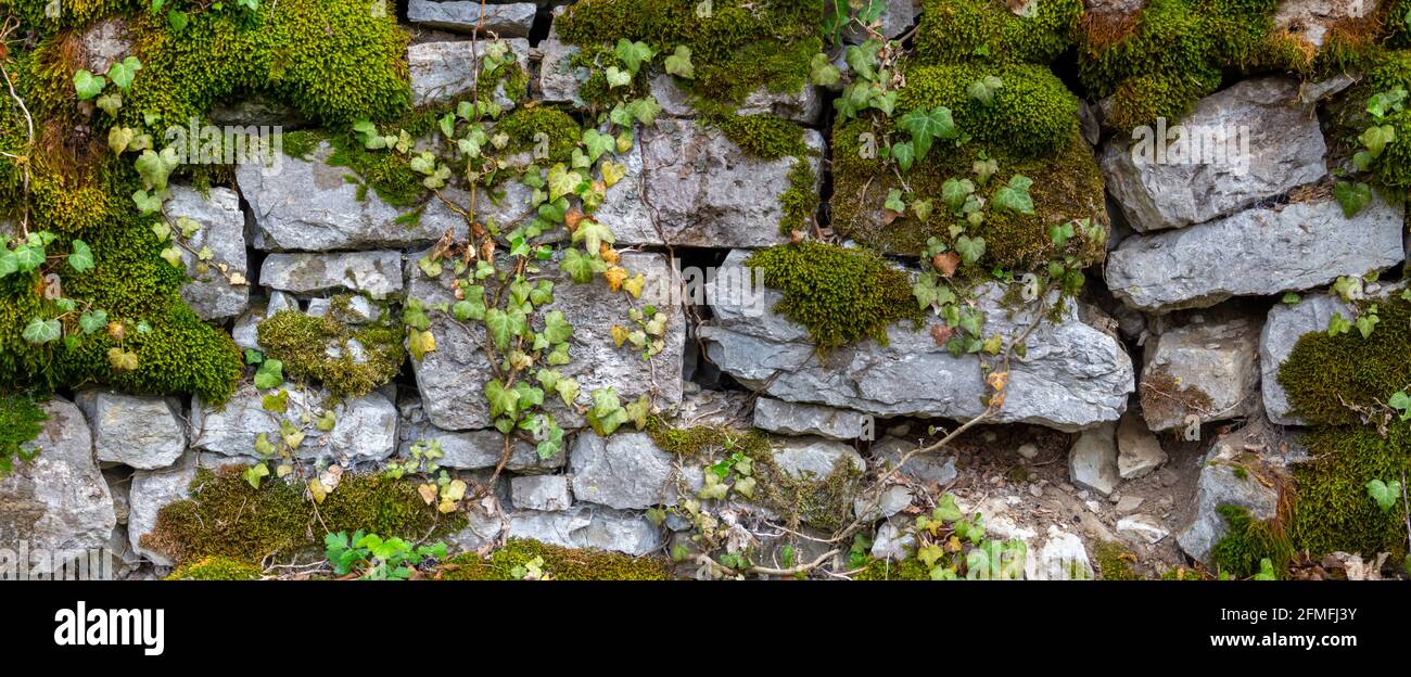 Ampio panorama di un antico muro di pietra naturale coperto di muschio verde e marrone e edera per sfondo naturale Foto Stock