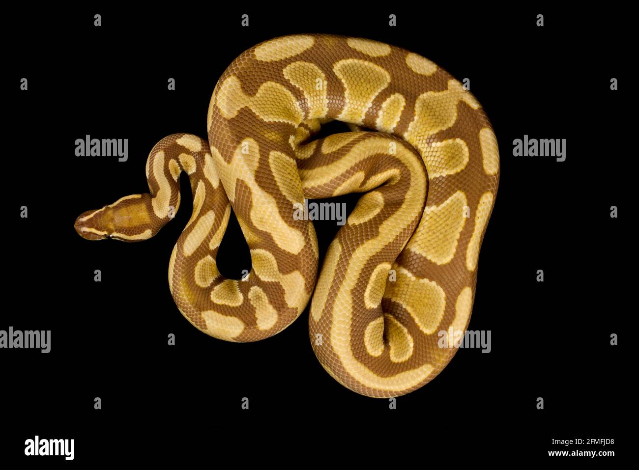 Il python della sfera (regione di Python) è una delle specie più popolari del serpente dell'animale domestico nel mondo. Sono allevati in una grande varietà di colori. Foto Stock