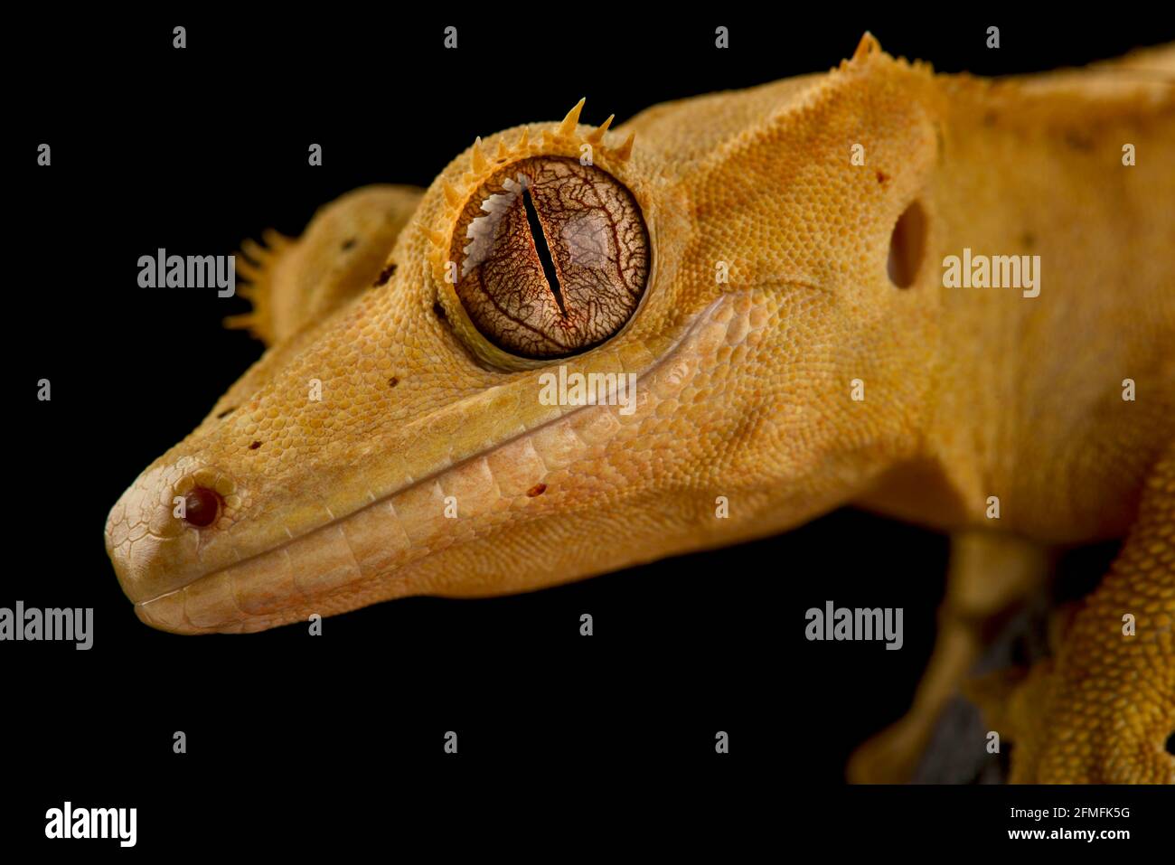 Il geco crestato (Correlophus ciliatus) Foto Stock