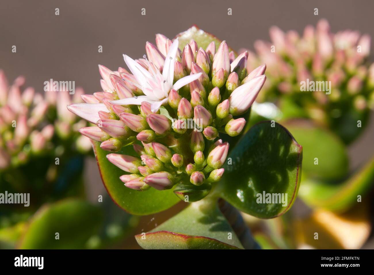 L'Australia di Sydney, ovata della crassula o pianta della giada, ha i piccoli fiori rosa o bianchi è una pianta domestica comune ma nativo del KwaZulu-Natal e del cappellino orientale Foto Stock