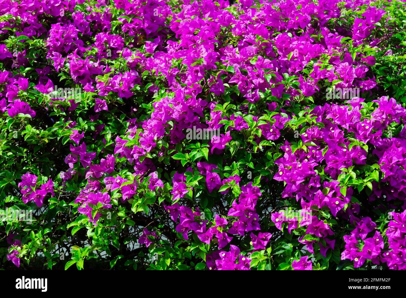 Fiori di bouganvillea colorati di colore rosa che fioriscono con foglie verdi nel giardino. Splendido uso floreale naturale come sfondo. Foto Stock