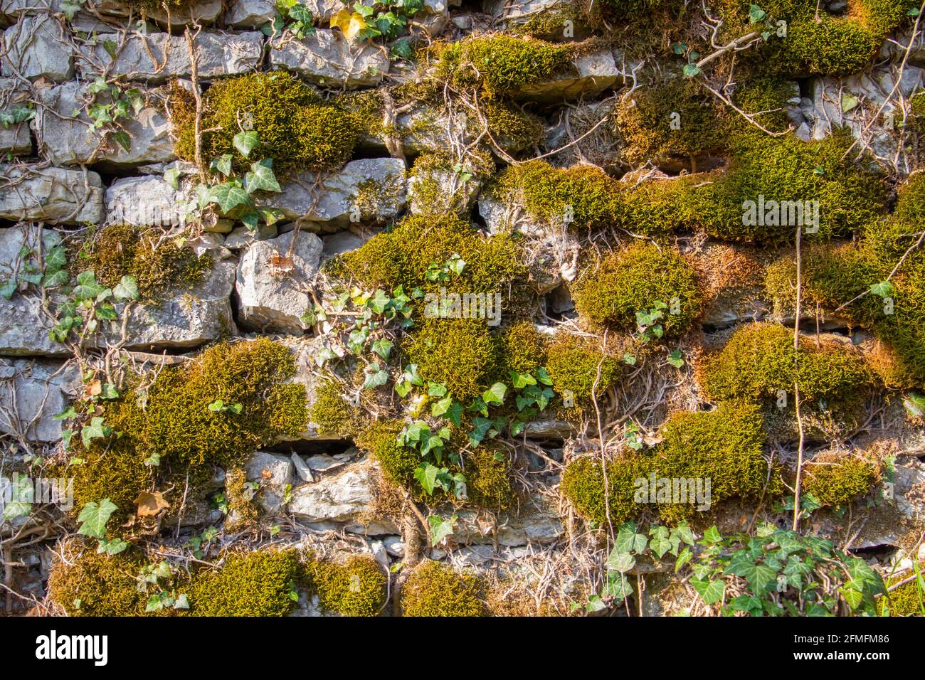 Vecchio muro di pietra naturale coperto di muschio verde e marrone e l'edera per sfondo naturale Foto Stock
