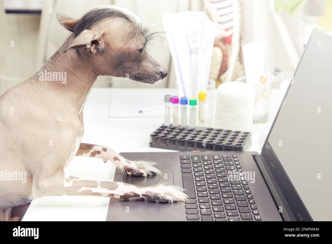 Il cane divertente guarda il laptop. Studio medico, computer portatile, apparecchiature mediche. Foto Stock