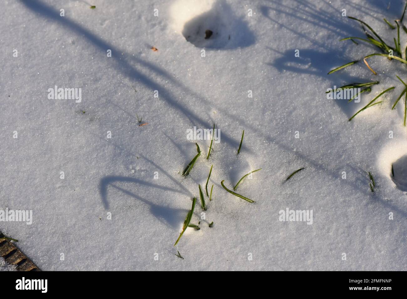 I rami dell'albero si avvicinano Foto Stock