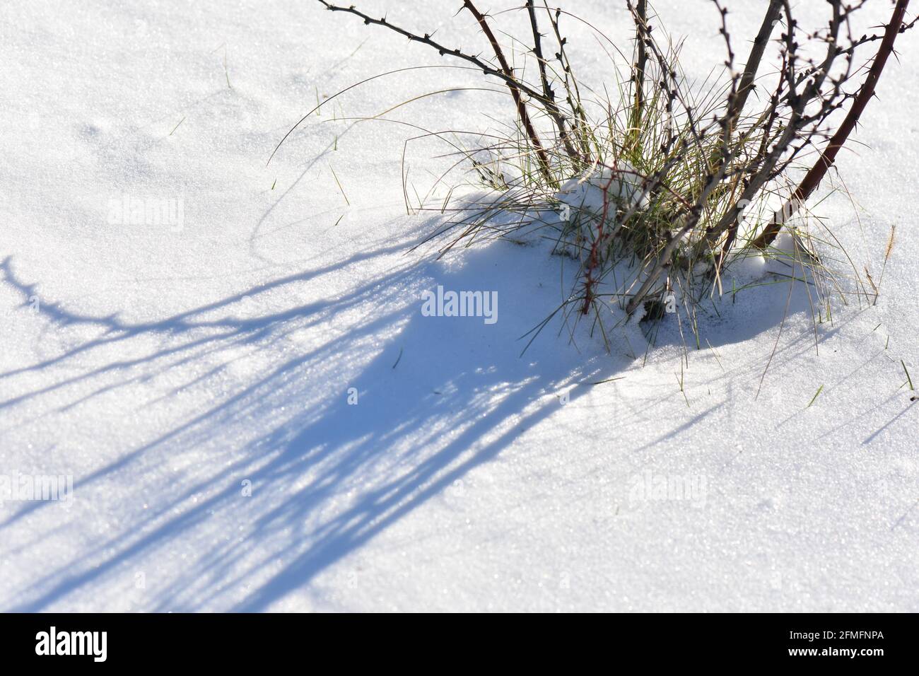 I rami dell'albero si avvicinano Foto Stock