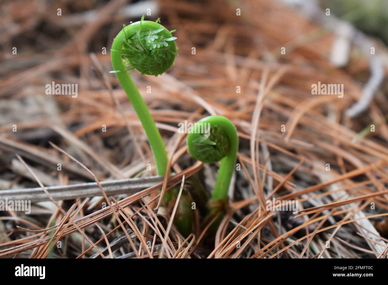La felce emergenti in primavera Foto Stock