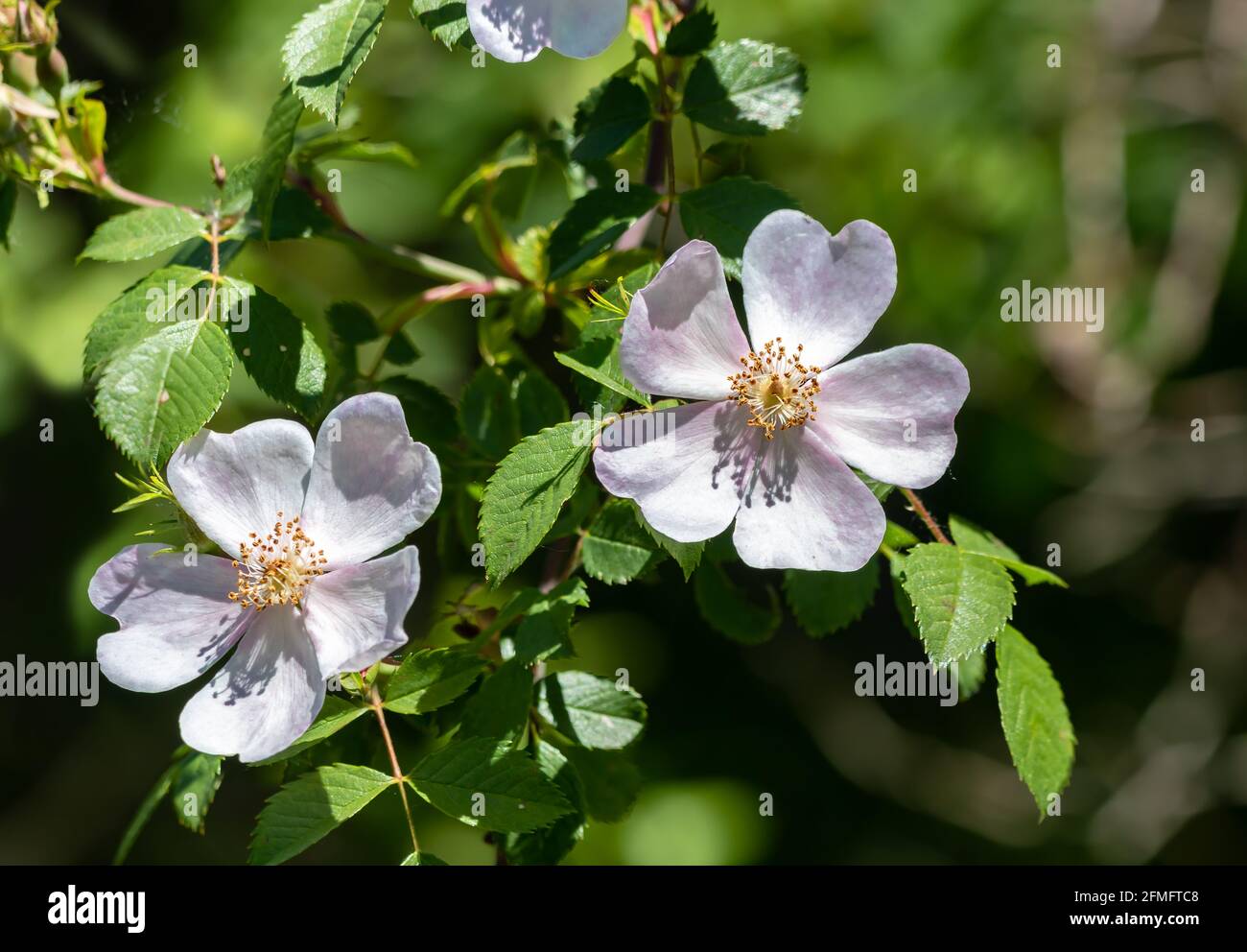 Rosa canina, comunemente conosciuta come la rosa canina, è una specie di rosa selvatica in arrampicata variabile originaria dell'Europa, dell'Africa nordoccidentale e dell'Asia occidentale. È una d Foto Stock