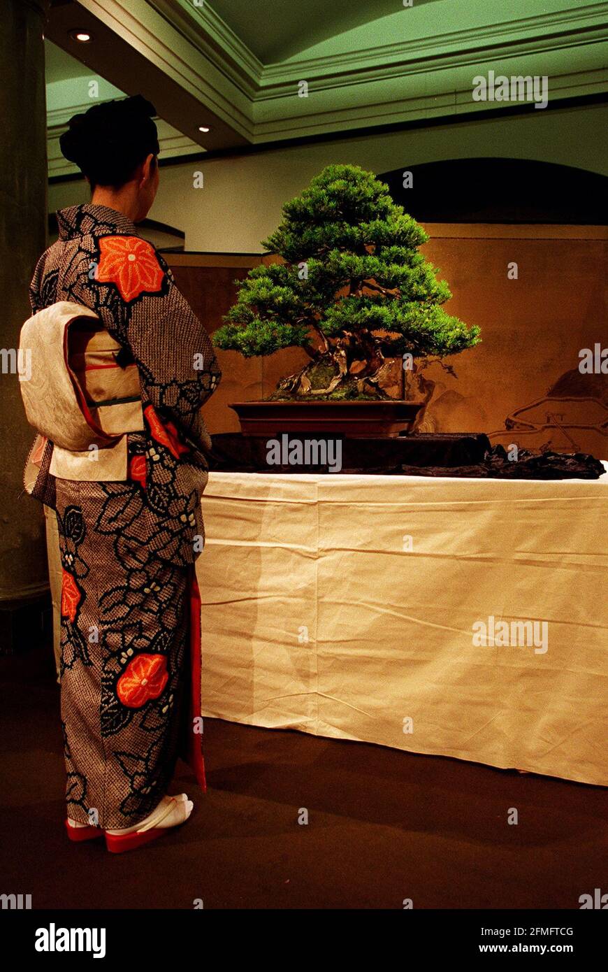 Albero Bonsai all'asta a Sotherbys Giugno 1999Te ARTE ANTICA DI BONSAI ALL'ASTA A SOTHERBYS LA COLLEZIONE FORMATA DA HELMUT RUGER PRESENTA IL PREMIATO GIAPPONESE YEW RITENUTO ESSERE OLTRE 600 ANNI E SI PREVEDE DI RECUPERARE ¿50,000 Foto Stock