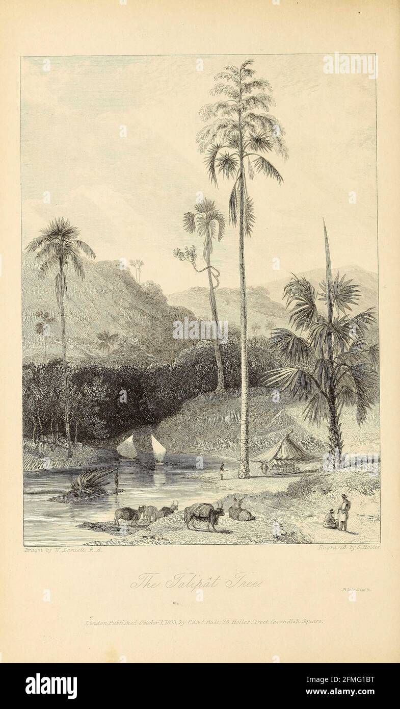 Talipat Tree [Corypha umbraculifera, la palma talipot] dal libro ' The Oriental Annual, or, Scenes in India ' del Rev. Hobart Caunter pubblicato da Edward Bull, Londra 1834 incisioni da disegni di William Daniell Foto Stock