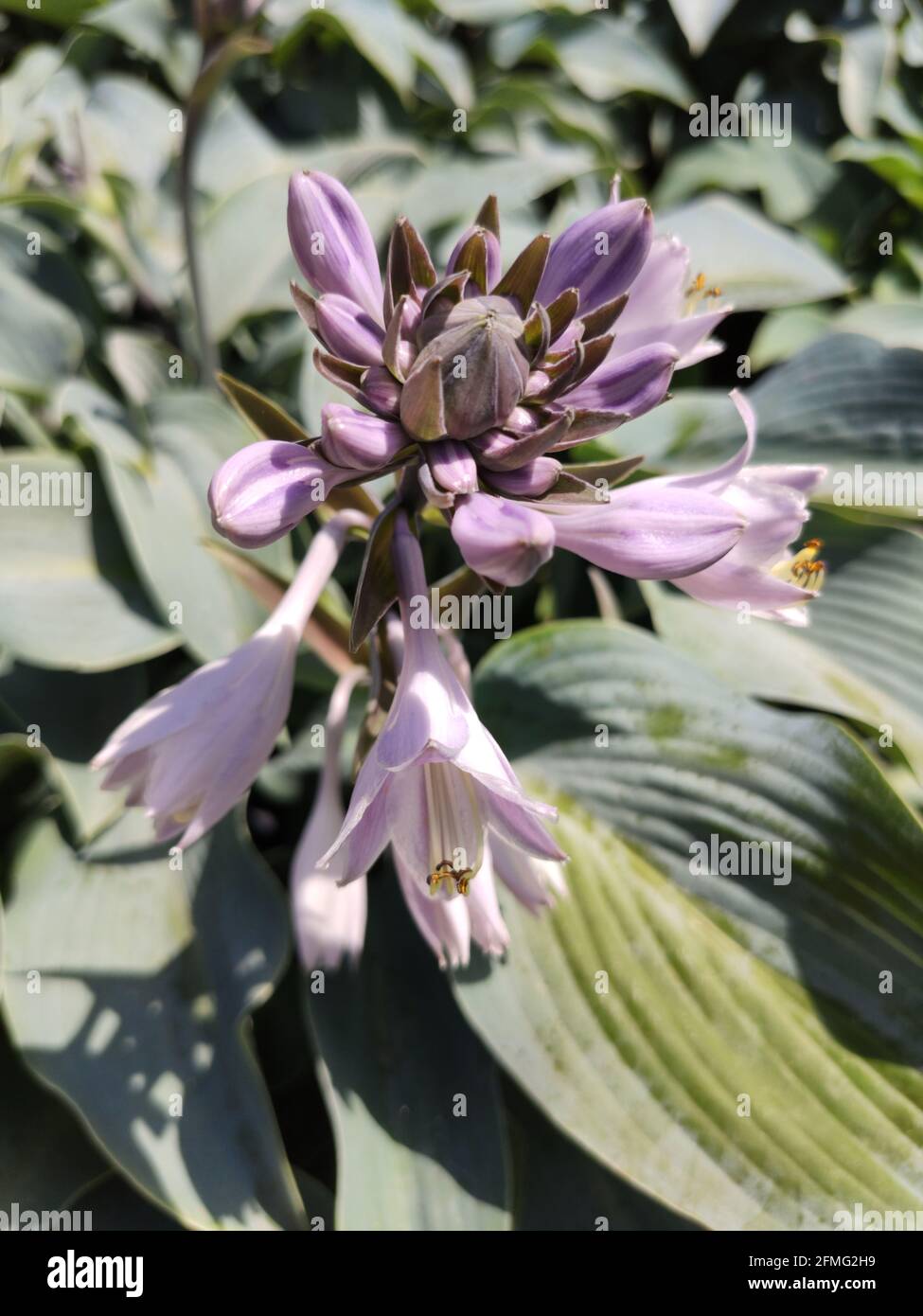 Una vista dall'alto dei fiori di Hosta Hyacinthina Foto Stock