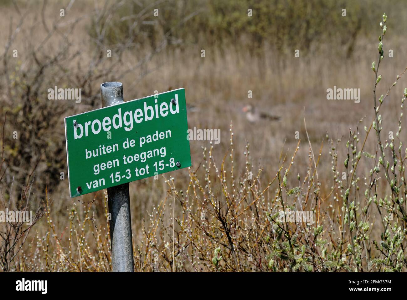 Ameland 2021, cartello di avvertimento con testo olandese:zona di riproduzione, nessun accesso fuori dai sentieri. Area di allevamento di uccelli e riserva naturale di dune, collare di canna e. Foto Stock
