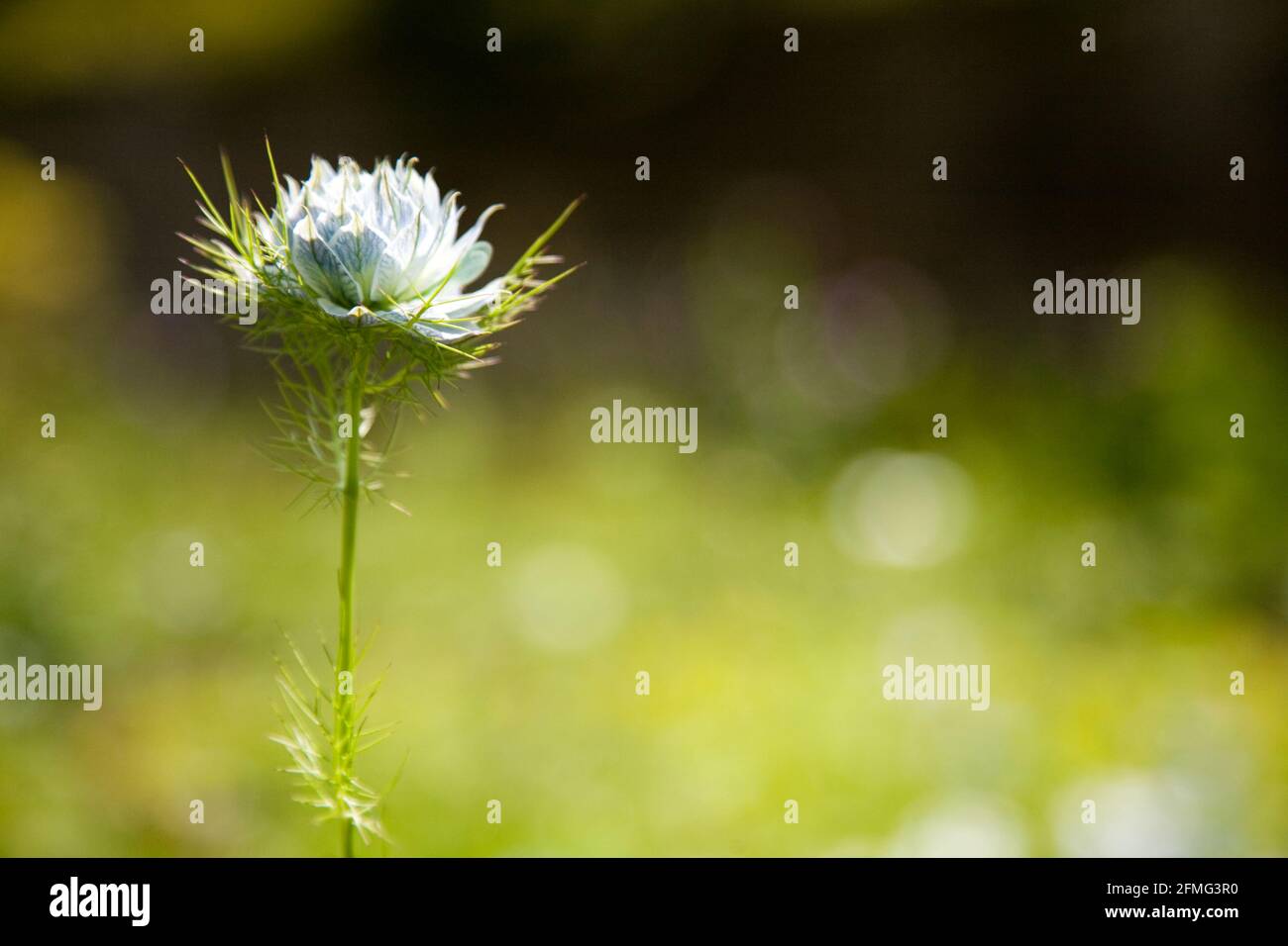 Nigella damascena, amore-in-una-nebbia, diavolo nel cespuglio, prato selvaggio, avvilimento, avvilimento Foto Stock