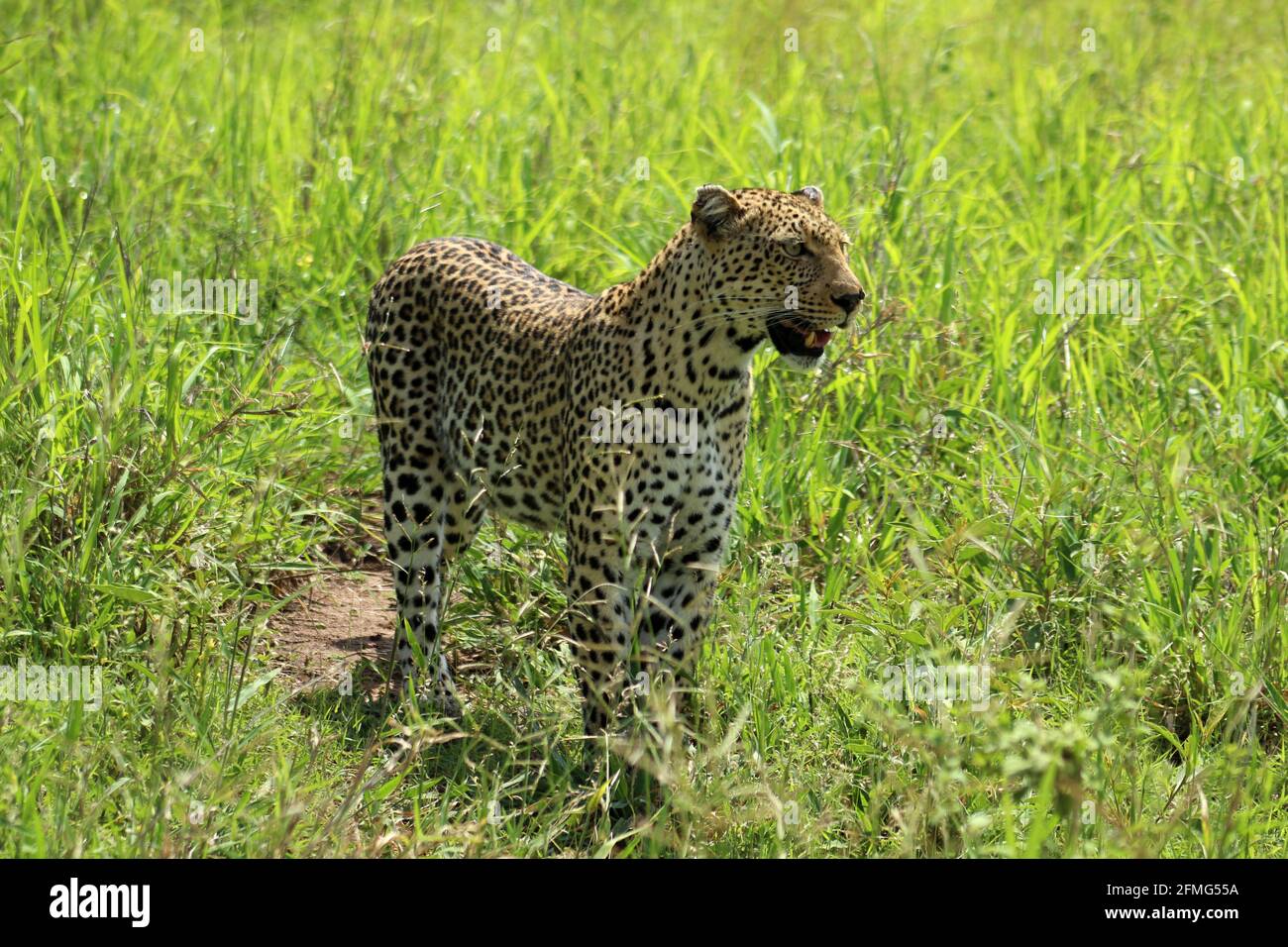 Big Five African Leopard (Panthera pardus) in piedi e in piedi nella lunga erba nel Parco Nazionale di Kruger, provincia di Limpopo in Sud Africa Foto Stock