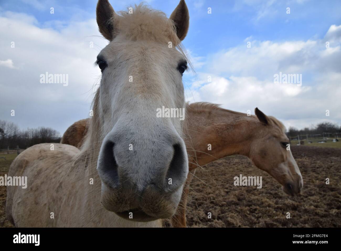 Fronte del cavallo Foto Stock