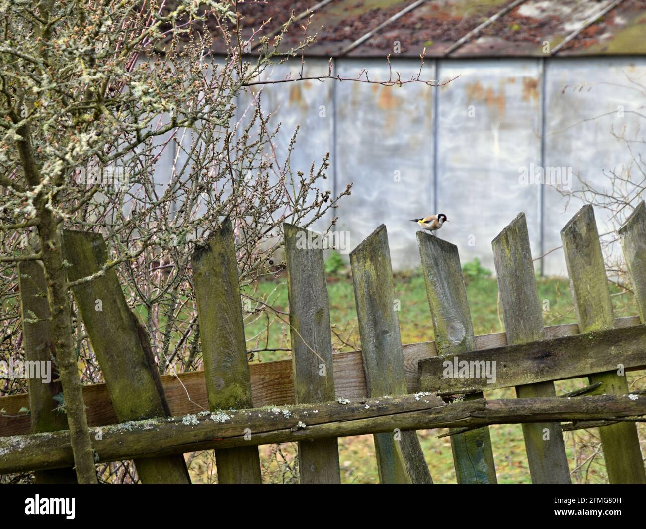 Il Tit Marsh seduto sul vecchio picket recinto di legno. Foto Stock