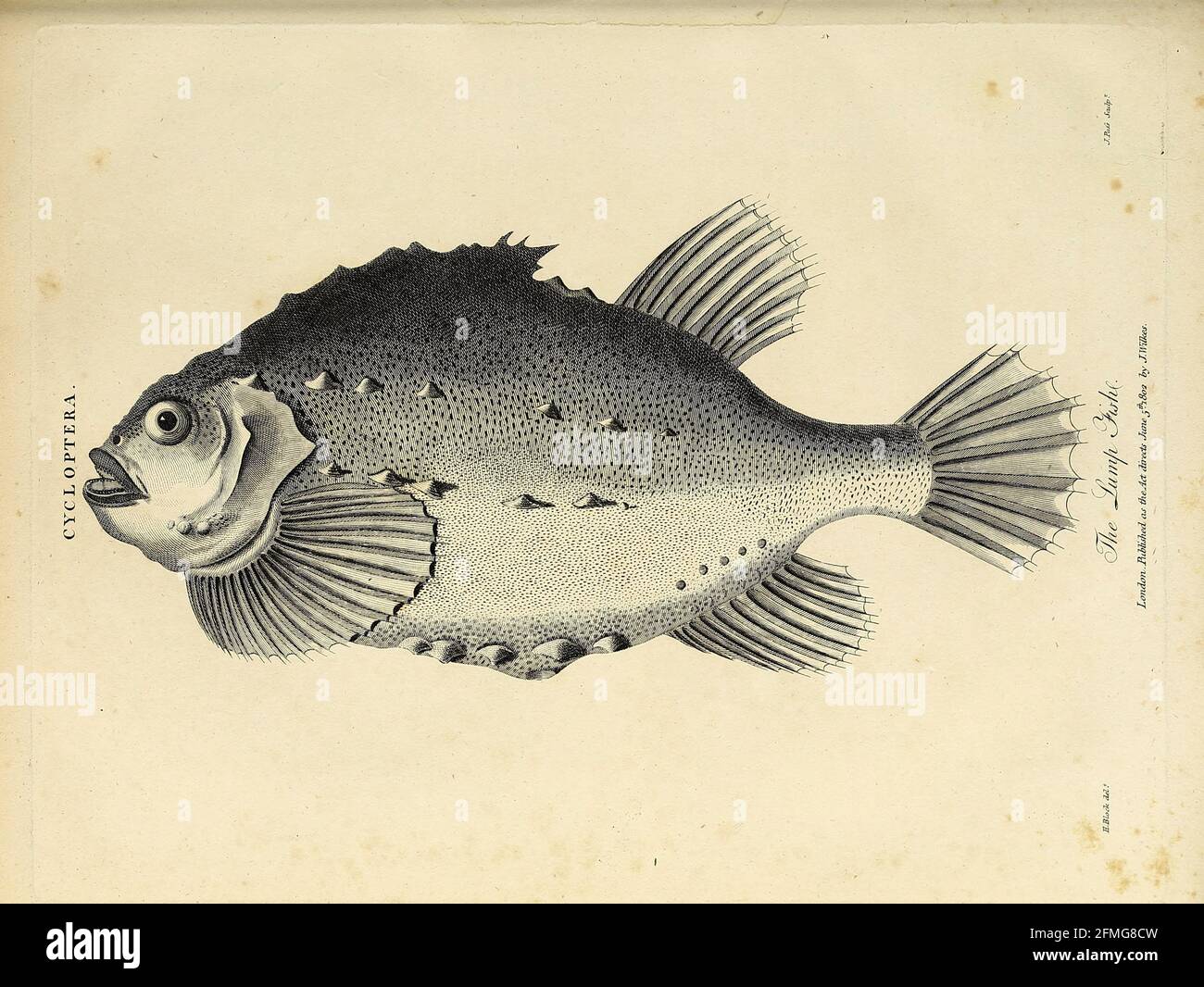 Cycloptera il pesce grumo [Lumpfish] incisione su Copperplate  dell'Enciclopedia Londinensis OR, dizionario universale di arti,