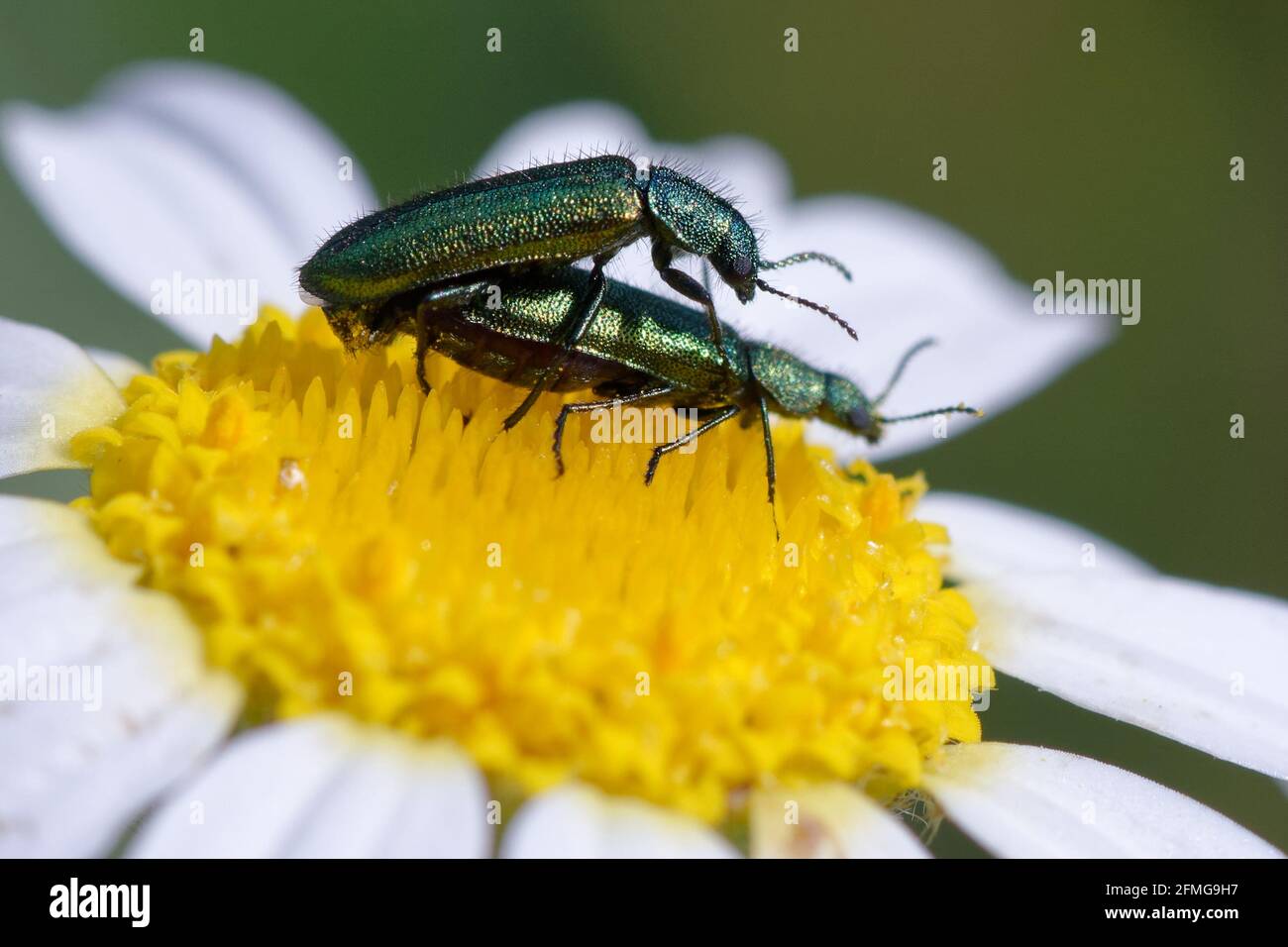 Accoppiamento di Beetles di fiori ad ali morbide (Psilothrix viridicoerulea) su un fiore Foto Stock