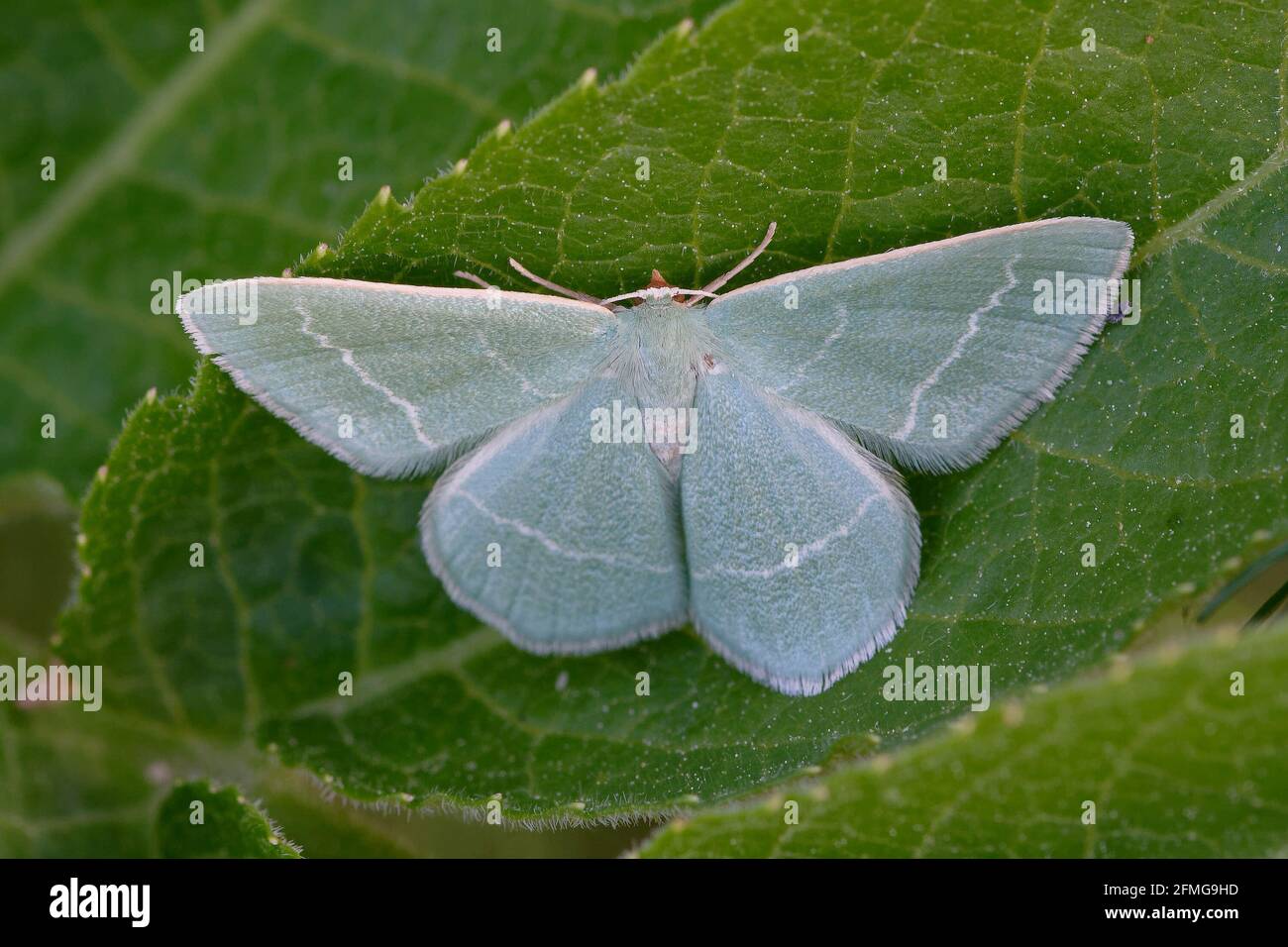 Erba smeraldo (Chlorissa viridata) su una foglia Foto Stock
