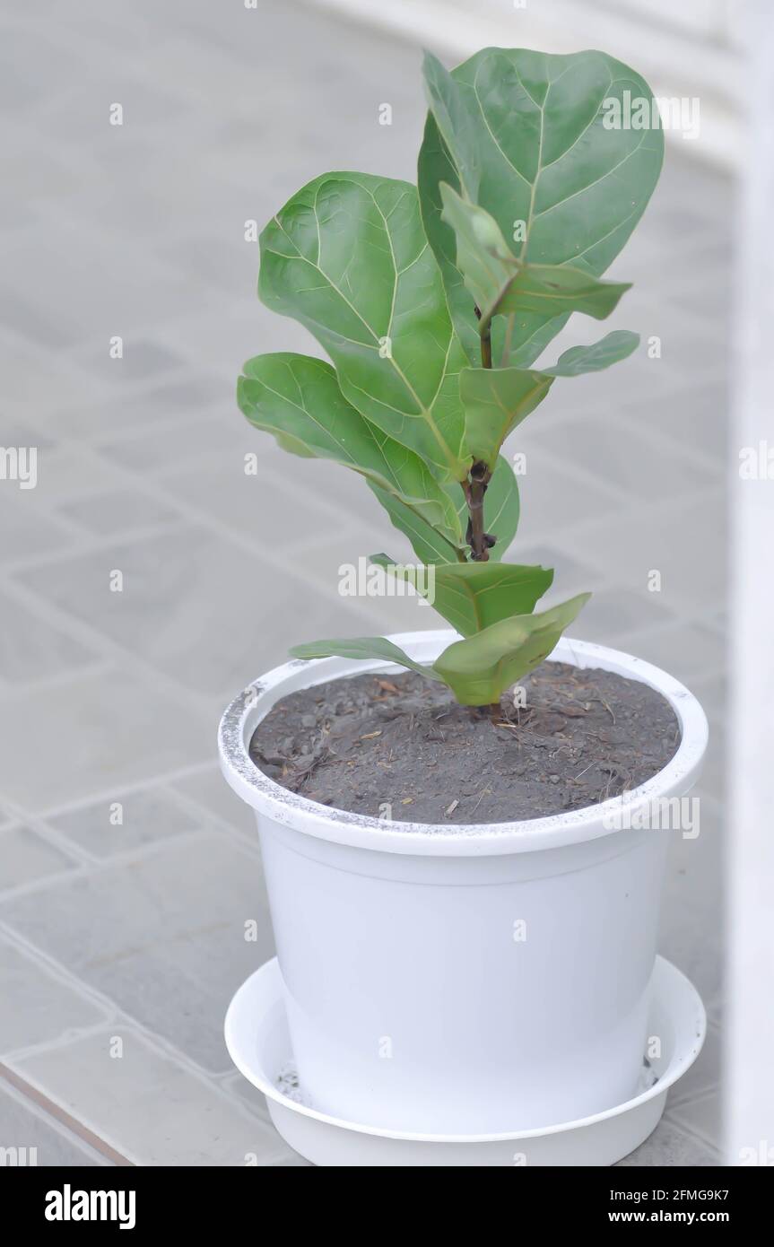 Fiddle Fig, Ficus Lyrata o Ficus Lyrata pianta di Bambino Foto Stock